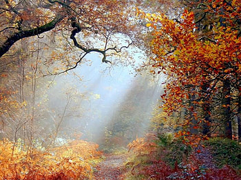 Autumn Morning, rays, leaves, red, trees, colours, orange, sun, gold HD wallpaper