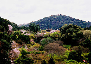 Temple, , Landscape, Blossom, Forest, Japan, Kiyomizu Dera, Kyoto, Nature HD wallpaper