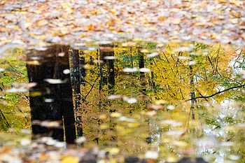 Nature, Trees, Autumn, Reflection, Puddle HD wallpaper
