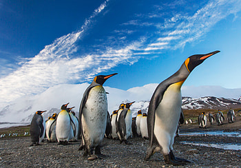 Penguins Following Leader, penguins, birds, animals HD wallpaper