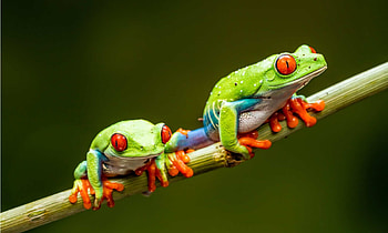 Captivating amphibious creature, Vibrant red-eyed frog, Stunning graphy, AZ Animals HD wallpaper