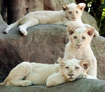 White trio, white, cubs, three, lions HD wallpaper