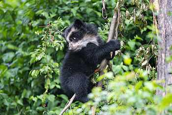 Animals, Wood, Young, Tree, Bear, Predator, Joey HD wallpaper