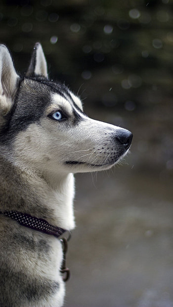 Husky Dog, Grey Husky Dog HD phone wallpaper