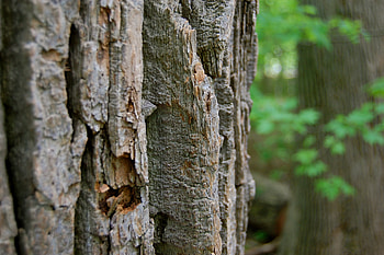 Birch bark , Canadian beauty, Stunning patterns, Nature's artistry HD wallpaper