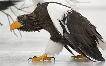 Animals, Ice, Bird, Predator, Griffin HD wallpaper