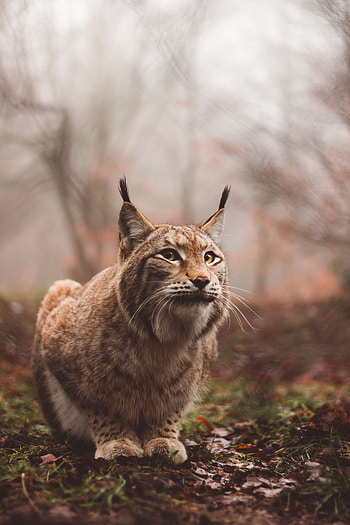 Animals, Iris, Predator, Big Cat, Is Sitting, Sits HD phone wallpaper