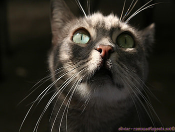 cat HD wallpaper