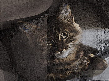 genic cat, cat, genic, abstract, animals HD wallpaper