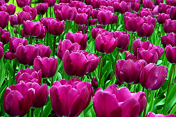 Flowers, Tulips, Violet, Flower Bed, Flowerbed, Disbanded, Loose, Sunny HD wallpaper