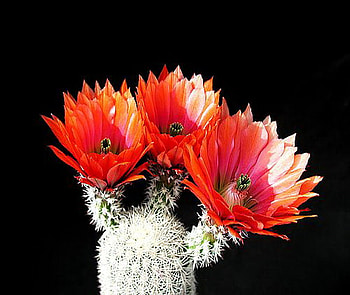 cactus, bloom, red, flower HD wallpaper