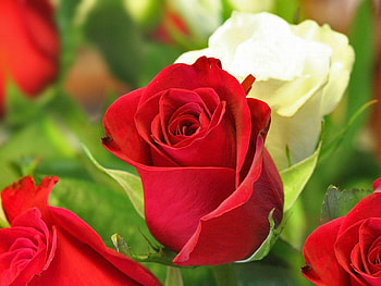 Roses, , nature, flowers, beauty HD wallpaper