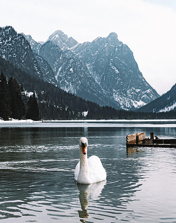 Animals, Water, Lake, Bird, Swan HD phone wallpaper