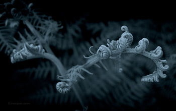Ghost Fern, night, blue, opening, small, fern, fond, young, bud, , fractal, macro HD wallpaper