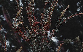 Nature, Bush, Plant, Branches HD wallpaper