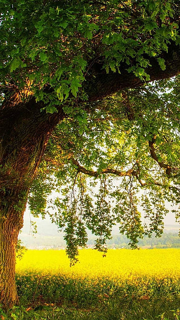 May Background, Nature, Grass Background HD phone wallpaper