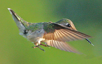 Hummingbird, beautiful, birds, animals HD wallpaper
