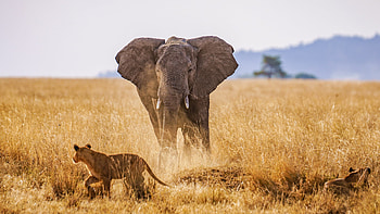 Serengeti National Park, Inspiring safari , Tanzania travel, Wildlife conservation HD wallpaper