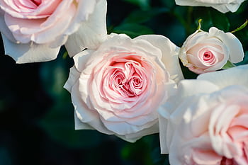 Beautiful pink roses in bloom, captured in a natural setting with soft lighting. HD wallpaper