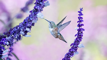 Cute hummingbird, Vibrant flowers, , Nature's delight HD wallpaper