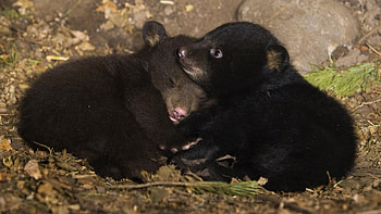 bears, cool, fun, animals HD wallpaper