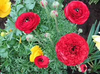 Essence of Flowers 21, graphy, yellow, green, Red, Flowers, garden HD wallpaper