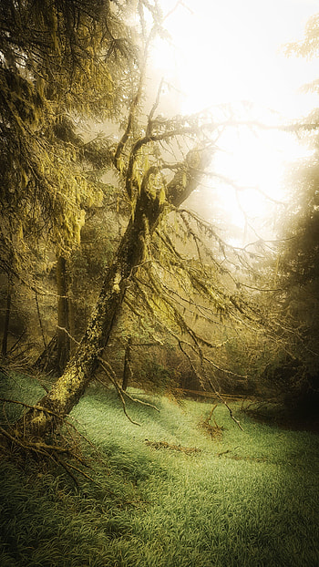 Fangorn, Movies, Silicio Fangorn Matteo HD phone wallpaper