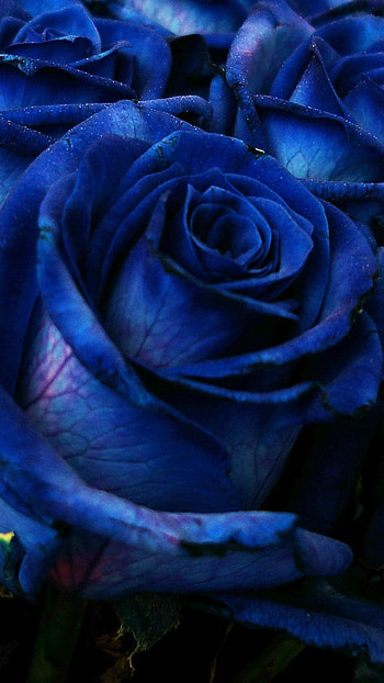 Blue Rose, Dark Blue, Beautiful Flowers, beautiful, flowers, dark theme HD phone wallpaper