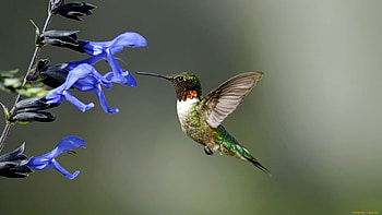 Animals, Birds HD wallpaper