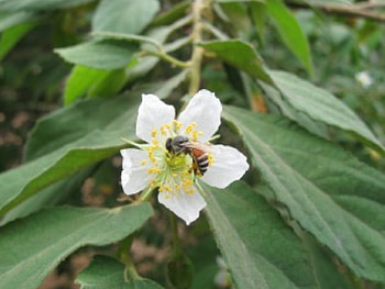 Bee, honey, nature, flower HD wallpaper