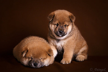 Dogs, sweet, puppies, cute, beautiful, playful, playful dog, puppy, dog face, pretty, animals, face, lovely HD wallpaper