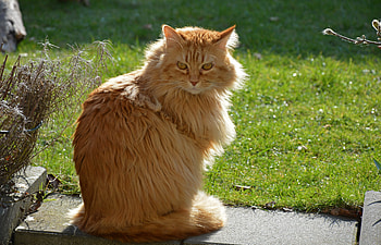 Orange pet, cat, feline, curious HD wallpaper