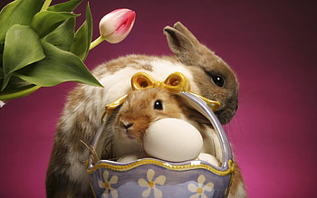 Animals, Rabbits HD wallpaper