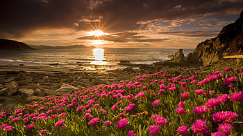 Landscape, Plants, Flowers, Sunset, Sun HD wallpaper