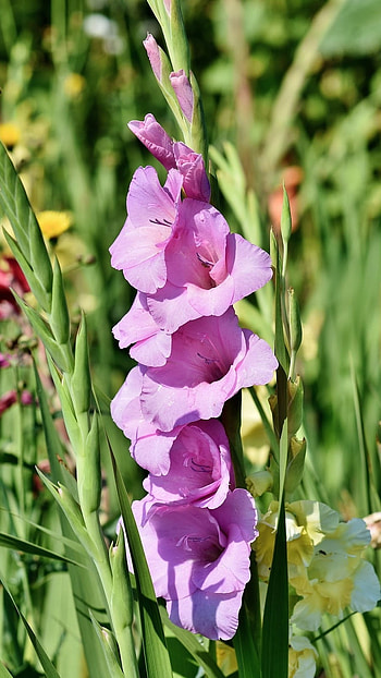 Gladioli, Purple HD phone wallpaper