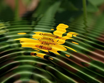 Floating Orchid, ripple, abstract, water, flower HD wallpaper