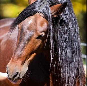Bay Spaniard Close Up, spanish, andalusian, bay, horses HD wallpaper