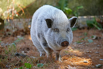 Sweet scared piggy, Forever home plea, Adorable snouts, Hopeful oinks HD wallpaper