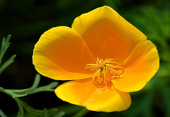 California sunshine, california, poppy, yellow, green, spring HD wallpaper