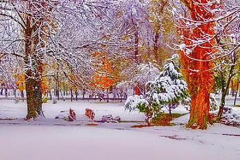 Winter, graphy, wonderful, snowflakes, snowflake, snow, trees, , sun, cold, beautiful, tree, nature, sky, lovely, splendor, ice HD wallpaper