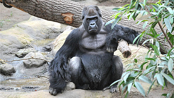 Lowland gorilla, Zoo experience, Close encounter, Educational exploration HD wallpaper