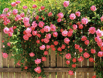 Plants, Flowers, Roses HD wallpaper