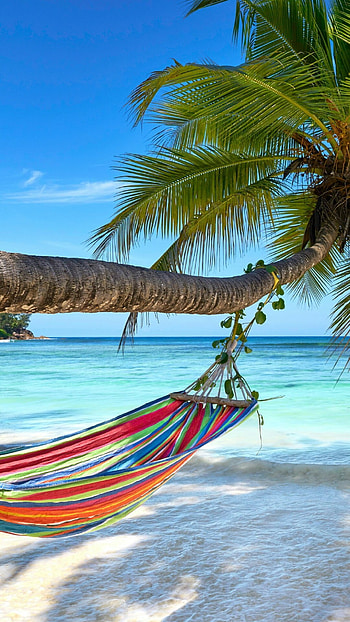 Turquoise beach, Palm trees, Travel inspiration, Exotic destination HD phone wallpaper