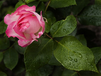 ~ ROSE ~, rose, pink, leaves, green, drops, fresh HD wallpaper