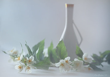 white still life, art , still life, white table, white porzellan bottle, white flowers, nice HD wallpaper