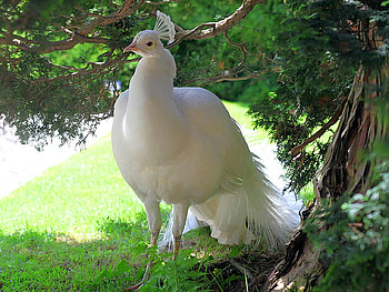 White Peacock, cool, white, peacock HD wallpaper