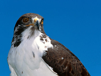 Animals, Sky, Bird, Beak, Predator, Eagle HD wallpaper