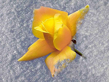 Yellow Rose, rose, white, yellow, snow, nature HD wallpaper
