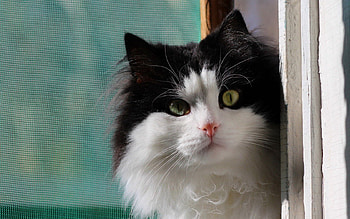 Animals, Background, Cat, Window HD wallpaper