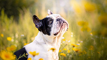 Meadow, French Bulldogs HD wallpaper